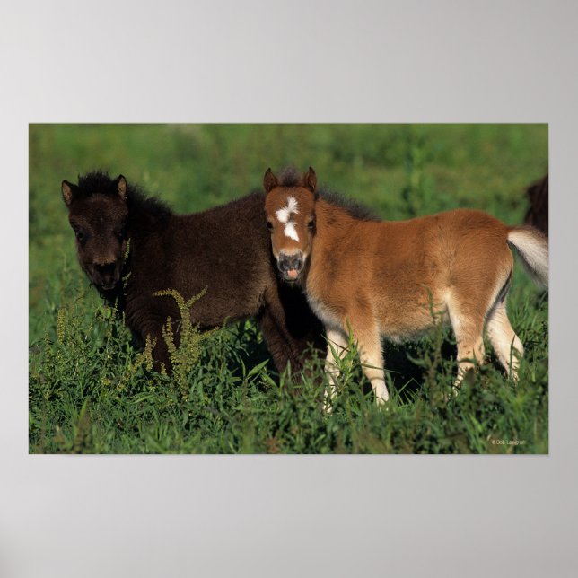 Miniature Foals in Grass Poster (Front)