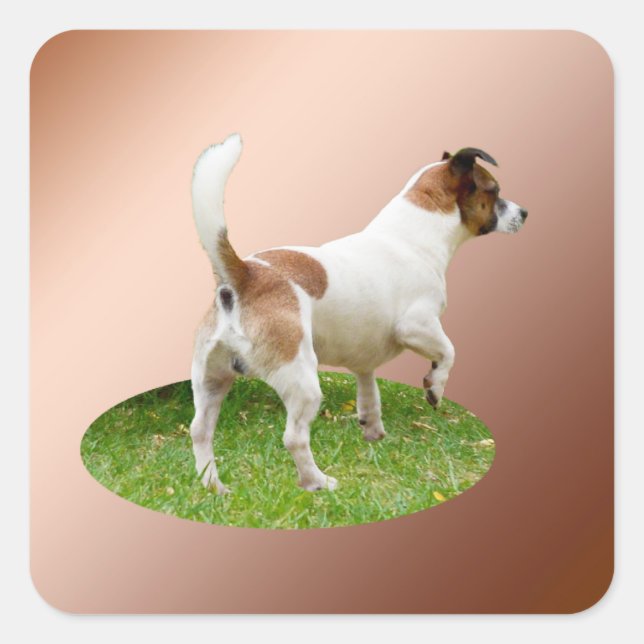 Miniature Fox Terrier Alert, Square Stickers (Front)