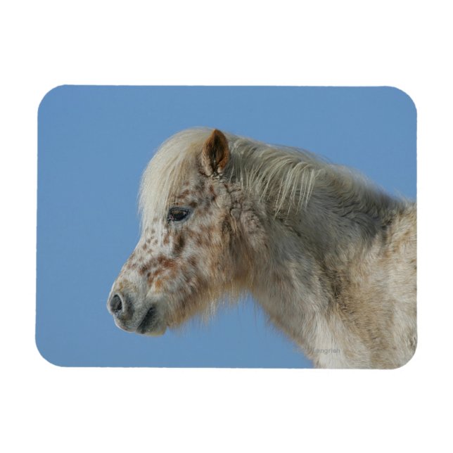 Miniature Horse Headshot Magnet (Horizontal)