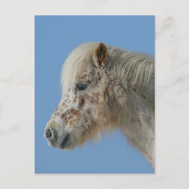 Miniature Horse Headshot Postcard (Front)