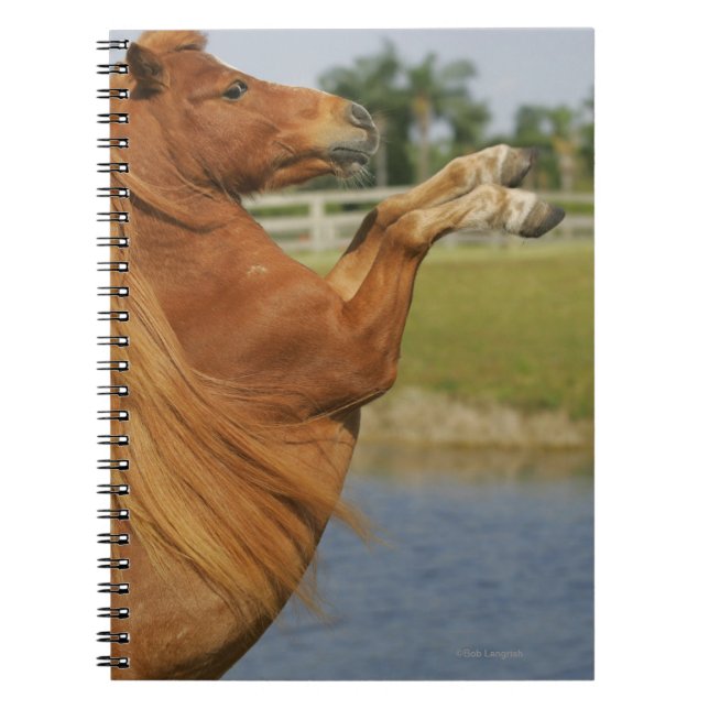 Miniature Horse Rearing Notebook (Front)