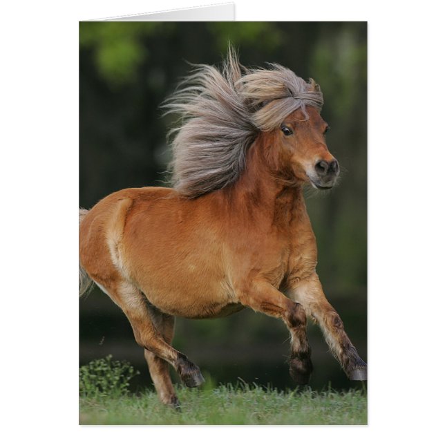 Miniature Horse Running (Front)