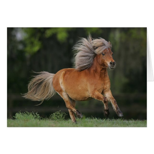 Miniature Horse Running (Front Horizontal)