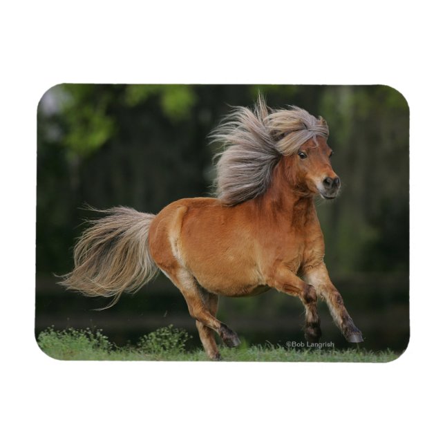 Miniature Horse Running Magnet (Horizontal)