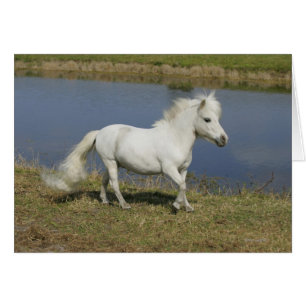 Miniature Horse Running Near Water