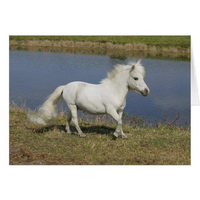 Miniature Horse Running Near Water (Front Horizontal)