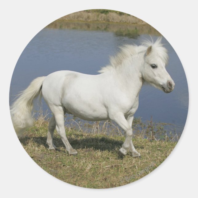 Miniature Horse Running Near Water Classic Round Sticker (Front)