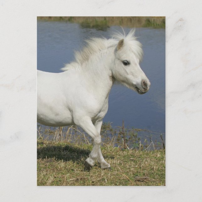 Miniature Horse Running Near Water Postcard (Front)