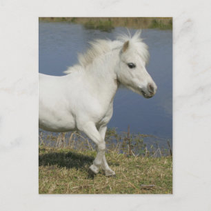 Miniature Horse Running Near Water Postcard