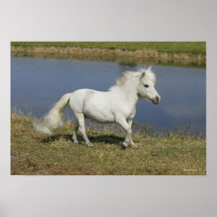 Miniature Horse Running Near Water Poster