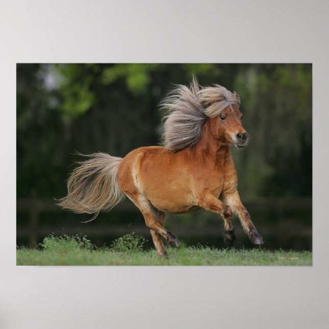 Miniature Horse Running Poster (Front)