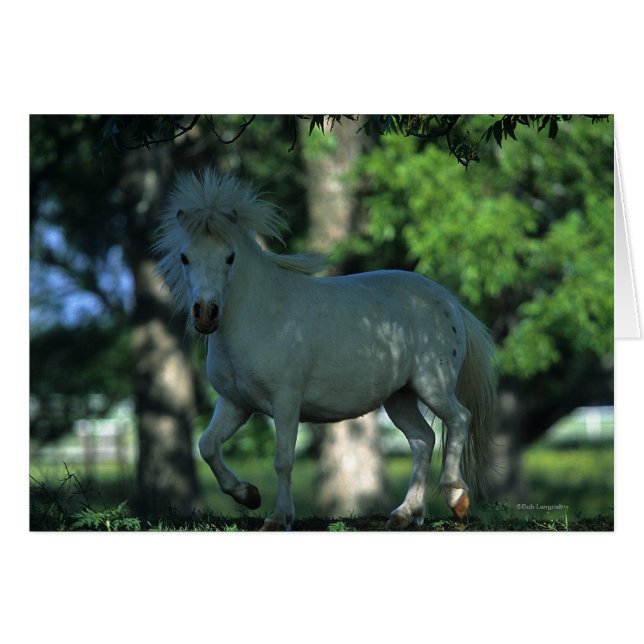 Miniature Horse Standing in the Trees (Front Horizontal)