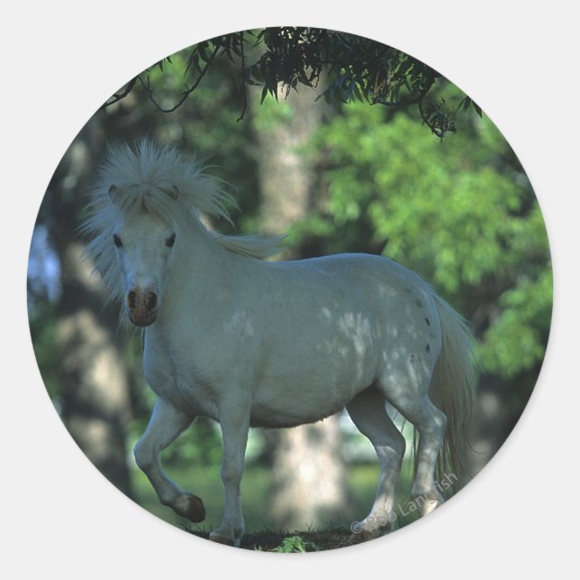 Miniature Horse Standing in the Trees Classic Round Sticker (Front)