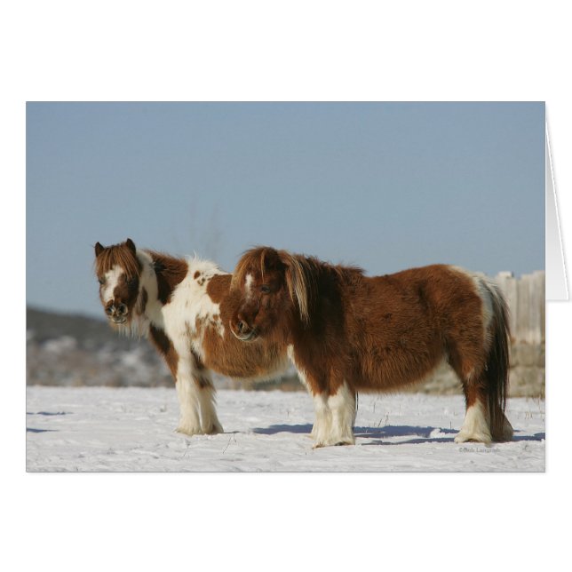 Miniature Horses Standing in the Snow (Front Horizontal)