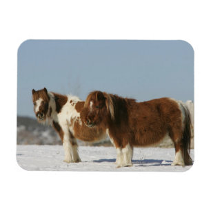 Miniature Horses Standing in the Snow Magnet
