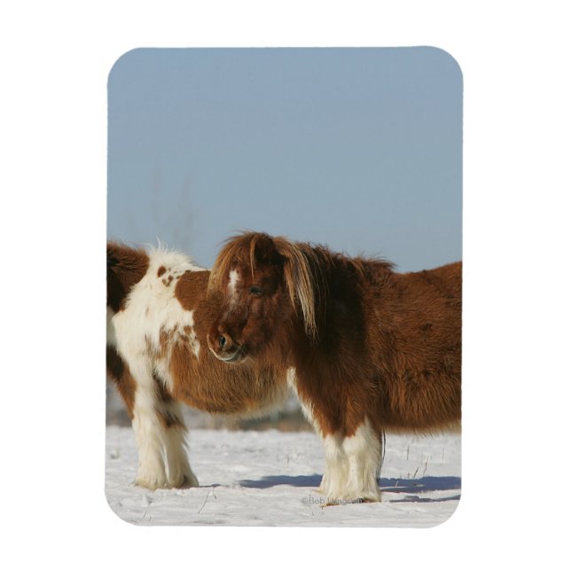 Miniature Horses Standing in the Snow Magnet (Vertical)