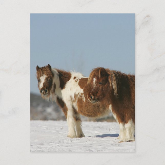 Miniature Horses Standing in the Snow Postcard (Front)