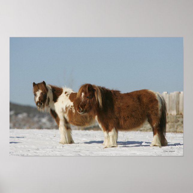 Miniature Horses Standing in the Snow Poster (Front)