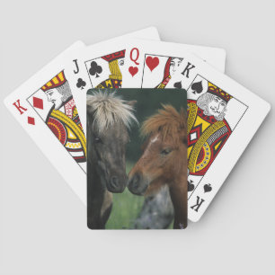 Miniature Horses Touching Playing Cards