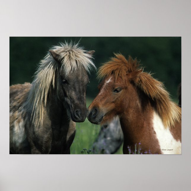Miniature Horses Touching Poster (Front)