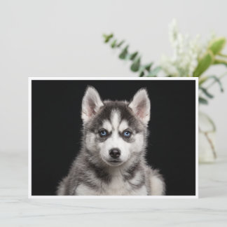 Miniature Husky isolated on black background Invitation