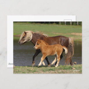 Miniature Mare and Foal Walking By Lake Postcard