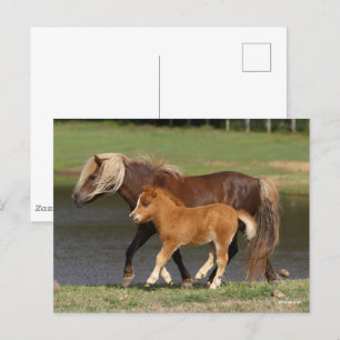 Miniature Mare and Foal Walking By Lake Postcard