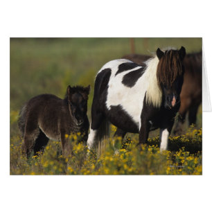 Miniature Mare & Foal in the Flowers