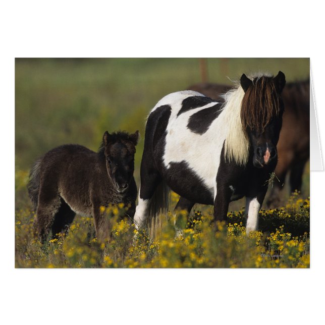 Miniature Mare & Foal in the Flowers (Front Horizontal)