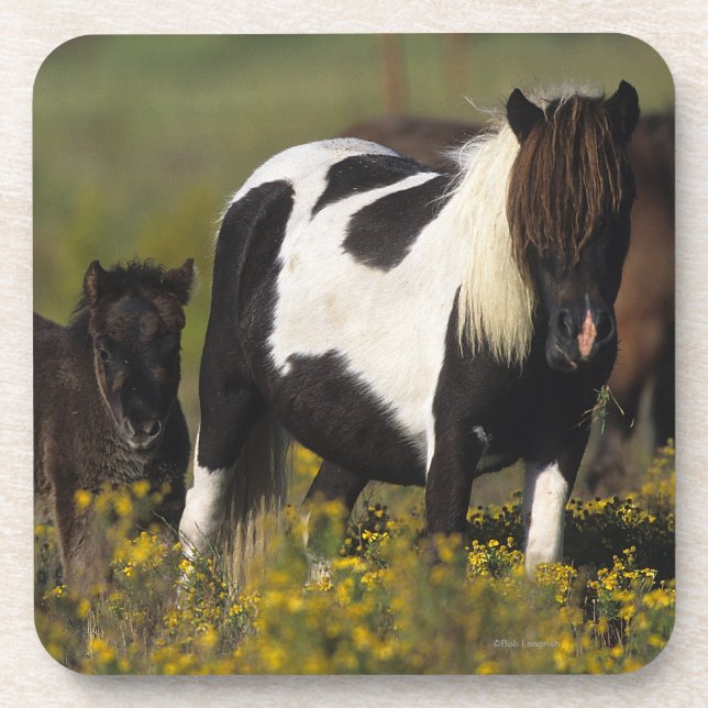 Miniature Mare & Foal in the Flowers Coaster (Front)