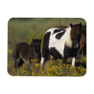 Miniature Mare & Foal in the Flowers Magnet