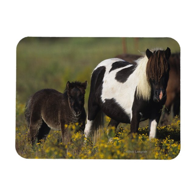 Miniature Mare & Foal in the Flowers Magnet (Horizontal)
