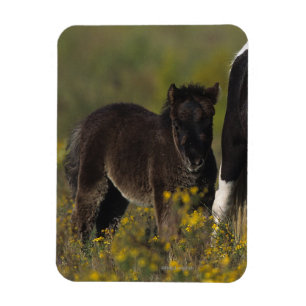 Miniature Mare & Foal in the Flowers Magnet