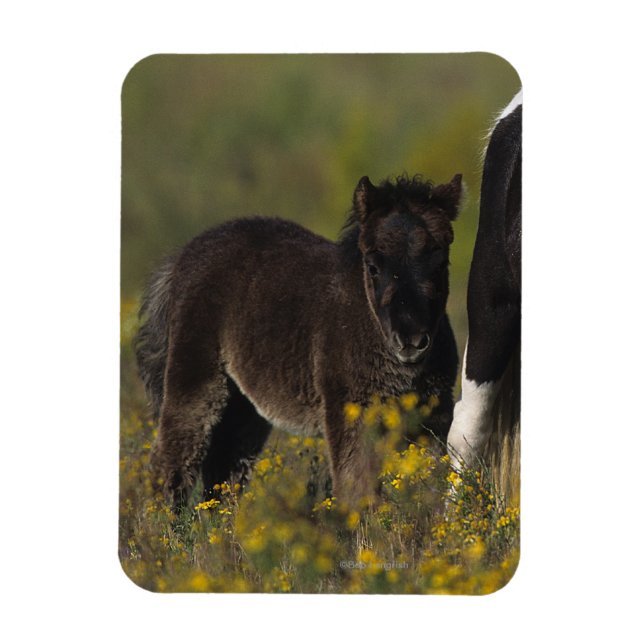 Miniature Mare & Foal in the Flowers Magnet (Vertical)