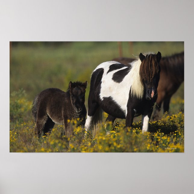 Miniature Mare & Foal in the Flowers Poster (Front)