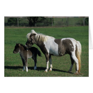 Miniature Mare & Foal Standing