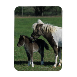 Miniature Mare & Foal Standing Magnet