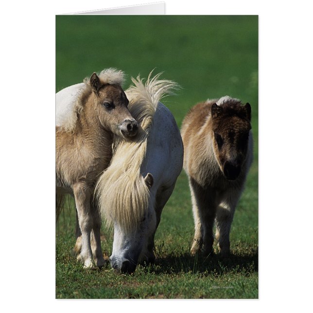 Miniature Mare & Foals 1 (Front)