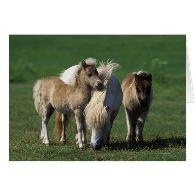 Miniature Mare & Foals 1 (Front Horizontal)