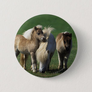 Miniature Mare & Foals 1 6 Cm Round Badge