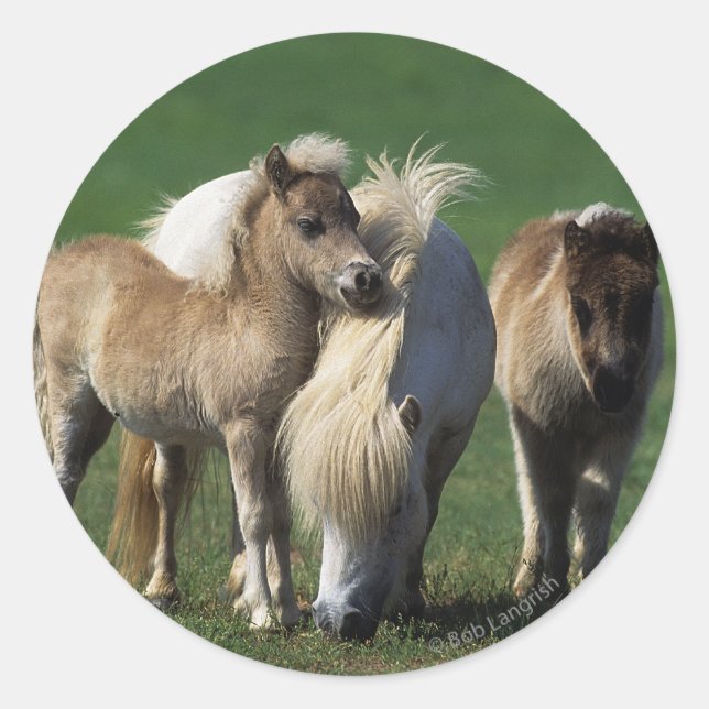 Miniature Mare & Foals 1 Classic Round Sticker (Front)