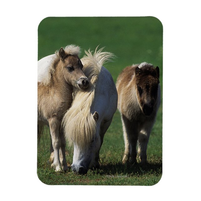 Miniature Mare & Foals 1 Magnet (Vertical)