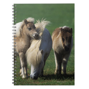 Miniature Mare & Foals 1 Notebook
