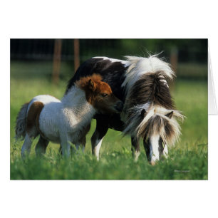 Miniature Mare & Foals 2