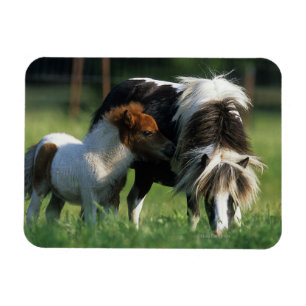 Miniature Mare & Foals 2 Magnet