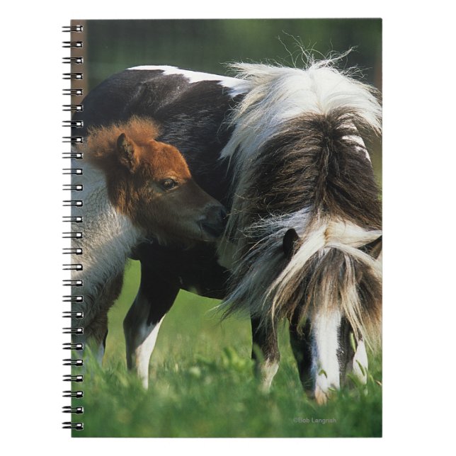 Miniature Mare & Foals 2 Notebook (Front)