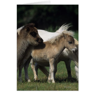 Miniature Mare & Foals 3