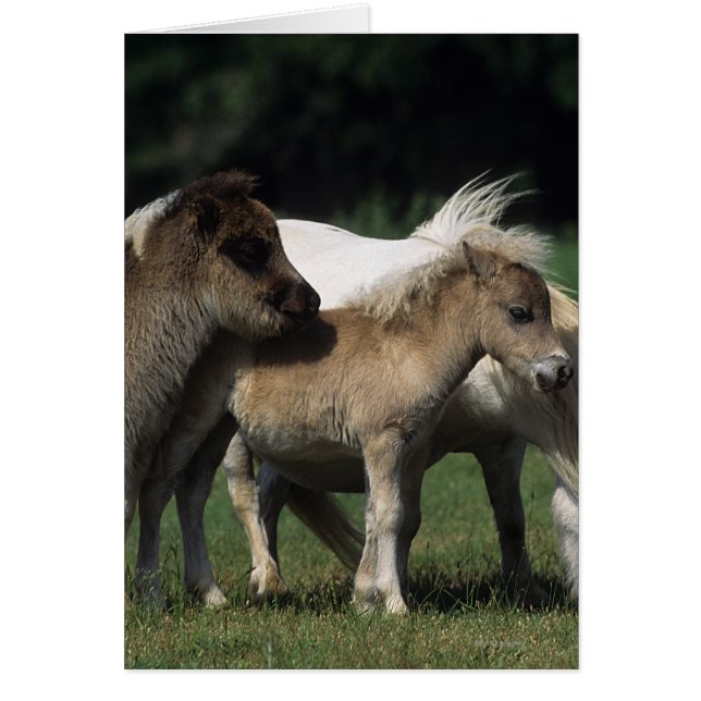 Miniature Mare & Foals 3 (Front)