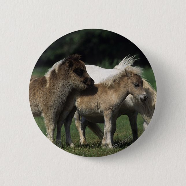 Miniature Mare & Foals 3 6 Cm Round Badge (Front)