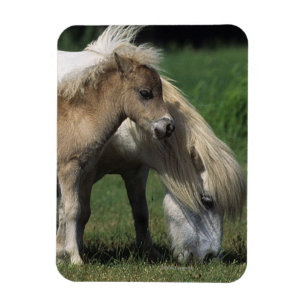 Miniature Mare & Foals 3 Magnet